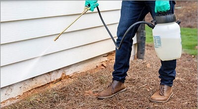 Keep Spiders Away by Keeping Other Bugs Out