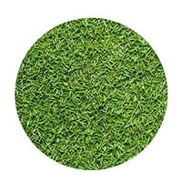 Bermuda Grass Guide