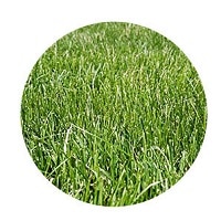 Fescue Grass Guide