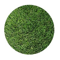 Zoysia Grass Guide