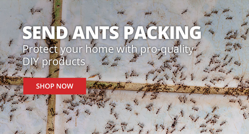 Send Ants Packing - Protect your home with pro-quality DIY products - Shop Now