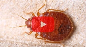 Find Bed Bugs In Common Hiding Spots