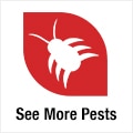 Pest Control Guides