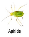 Aphids