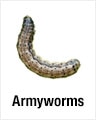 Armyworms