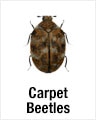 Carpet Beetles