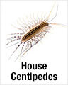 House Centipede