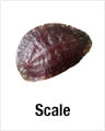 Scale