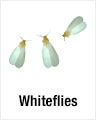 Whiteflies