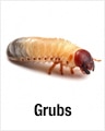 Grubs