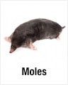 Moles