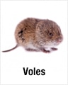 Voles