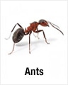 Ants