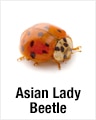 Asian Lady Beetles