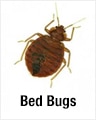 Bed Bugs