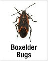 Box Elder Bugs