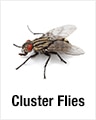 Cluster Flies