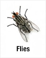 Flies