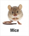 Mice