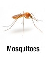 Mosquitoes