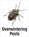 Overwintering Pests