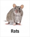 Rats