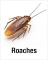 Roaches