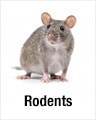 Rodents