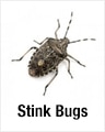 Stink Bugs