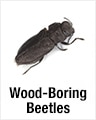 Wood-Boring Beetle