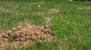 Signs of Mole Damage in Your Lawn